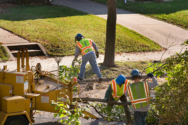 Best Stump Grinding Near Me  in Lamont, CA